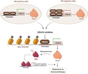 Impact of HDAC6-mediated progesterone receptor expression on the response of breast cancer cells to hormonal therapy