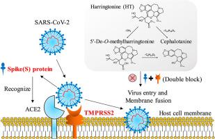 Harringtonine metabolites: 5'-de-O-methylharringtonine and cephalotaxine, targeting spike protein and TMPRSS2 to double block membrane fusion of SARS-CoV-2 and its variants