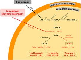 Lipid radicals and oxidized cholesteryl esters in low- and high-density lipoproteins in patients with β-thalassemia: Effects of iron overload and iron chelation therapy