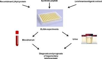 Comparison of urine and serum IgG detection ELISA for tegumentary leishmaniasis diagnosis and prognosis