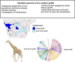 Population genomics of the southern giraffe