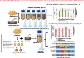 Synergistic effect of biological pre-treatment on co digestion of rice straw and sewage sludge: Process optimization and microbial interactions