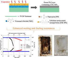 Fabrication of cellulose nanocrystals-incorporated dense Janus membranes for enhanced desalination and oily saline wastewater treatment via membrane distillation