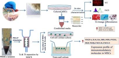 Exploration of immunomodulatory mechanism of caprine Wharton’s jelly derived mesenchymal stem cells