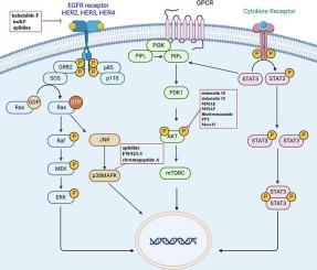 Recent progress of protein kinase inhibitors derived from marine peptides for developing anticancer agents