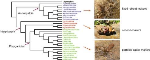 Phylogenomics resolves a 100-year-old debate regarding the evolutionary history of caddisflies (Insecta: Trichoptera)