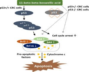 P53 genotype-independent anticancer effects of olibanum extract and 11-keto-beta-boswellic acid on human colorectal cancer cells