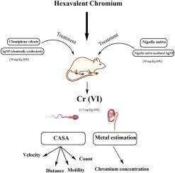 Quantitative assessment of Nigella sativa and conjugated silver nanoparticles against hexavalent chromium toxic effects on sperm function