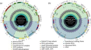 Deciphering the evolution and biogeography of ant-ferns Lecanopteris s.s