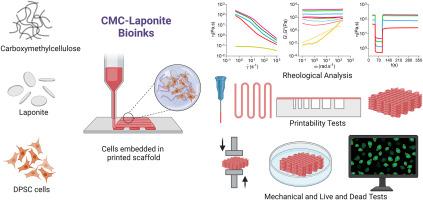 Optimizing biomaterial inks: A study on the printability of Carboxymethyl cellulose-Laponite nanocomposite hydrogels and dental pulp stem cells bioprinting