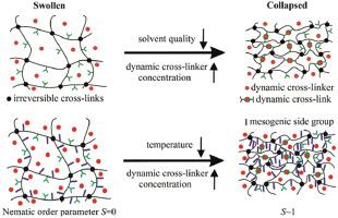 The effect of dynamic cross-links and mesogenic groups on the swelling and collapse of polymer gels