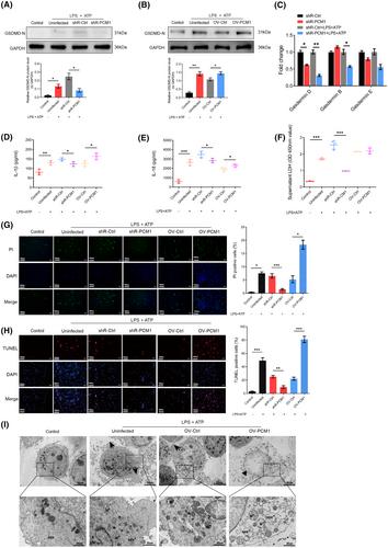 Pericentriolar material 1 promotes intestinal inflammation in ulcerative colitis by activating NLRP3/gasdermin D-mediated macrophage pyroptosis