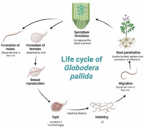 Combining Masculinizing Resistance, Rotation, and Biocontrol to Achieve Durable Suppression of the Potato Pale Cyst Nematode: A Model