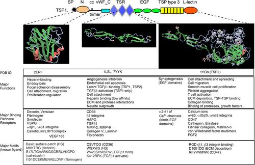 Thrombospondins: Conserved mediators and modulators of metazoan extracellular matrix