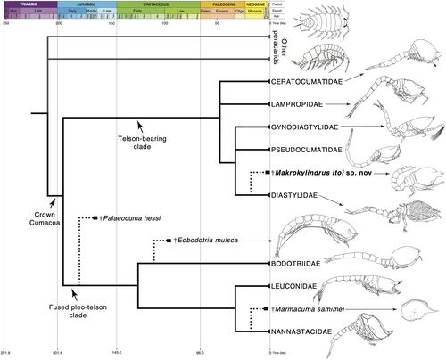 A beautifully preserved comma shrimp (Pancrustacea: Peracarida) from the Plio-Pleistocene of Japan and the fossil record of crown Cumacea