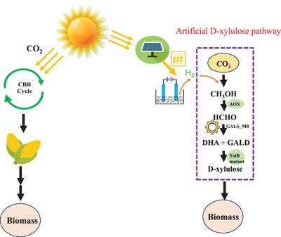 Redesigning glycolaldehyde synthase for the synthesis of biorefinery feedstock D-xylulose from C1 compounds