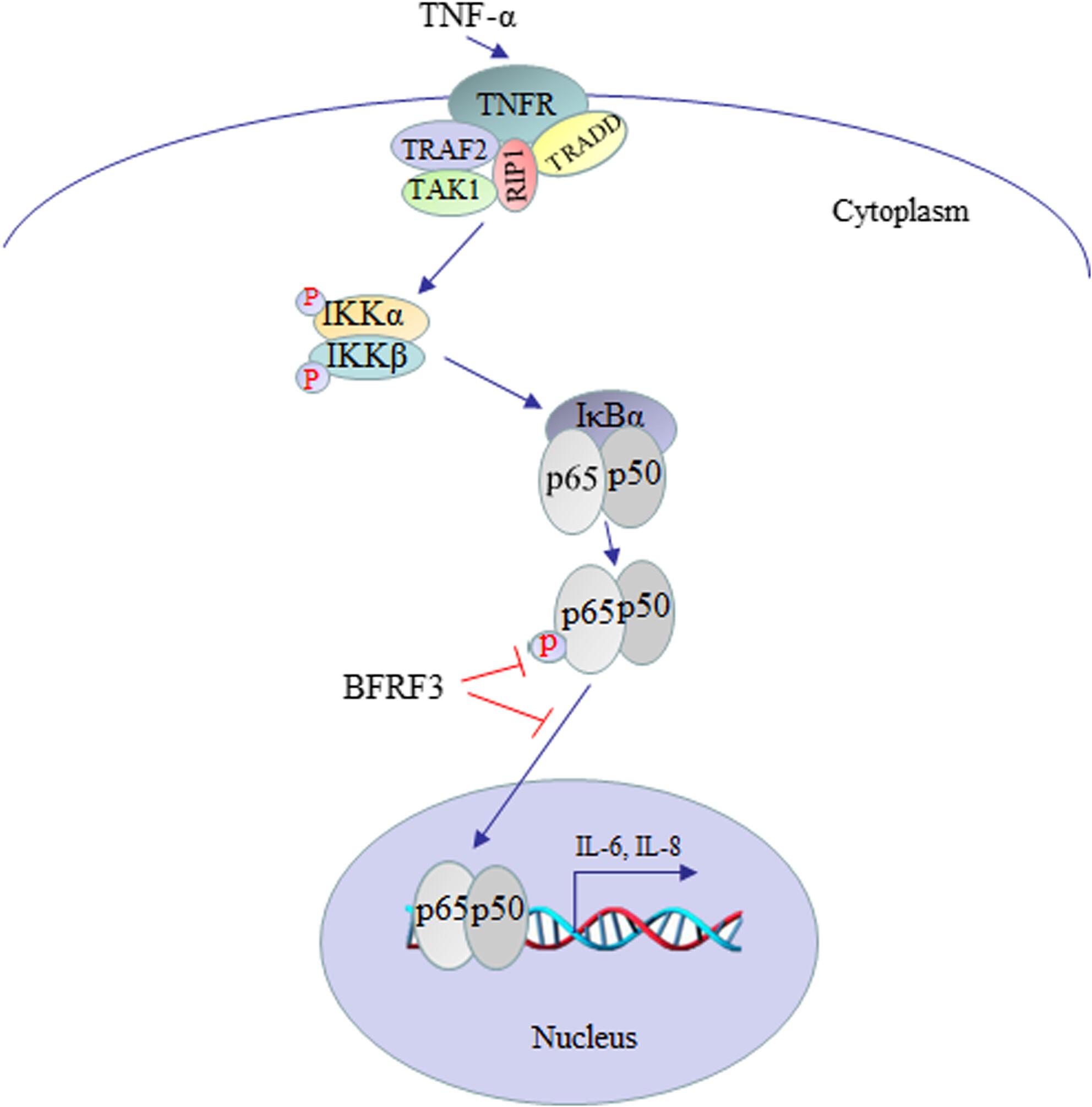 The Epstein–Barr virus small capsid protein BFRF3 disrupts the NF-кB signaling pathway by inhibiting p65 activity