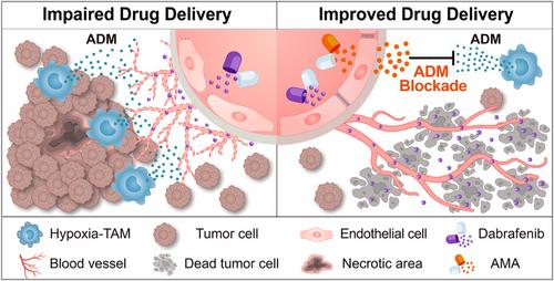 Identification of hypoxic macrophages in glioblastoma: Unveiling therapeutic insights from tumour microenvironment analysis