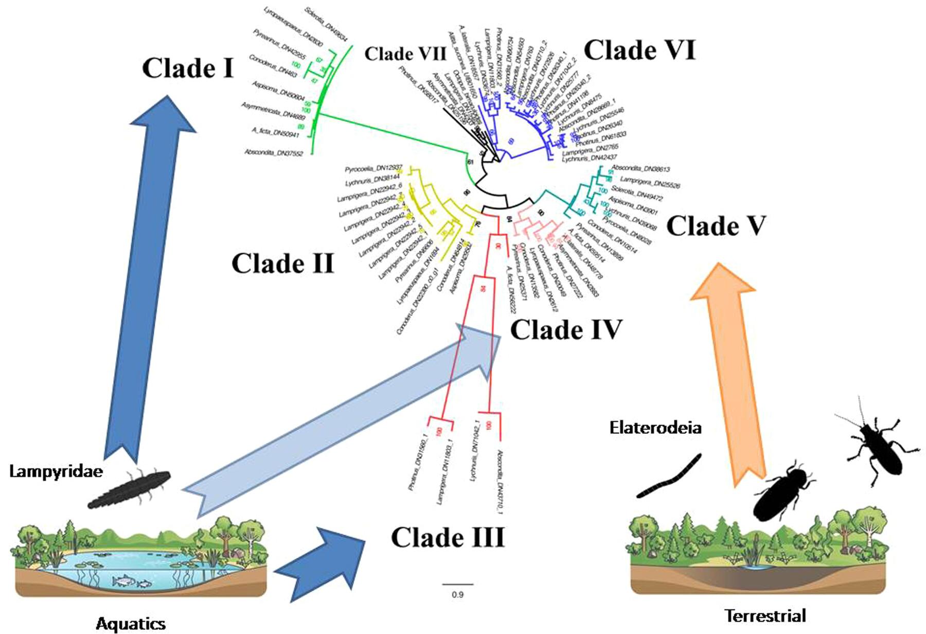 Exploring Aquaporin Diversity in Elateroidea: Insights From RNA-Seq Data Sets