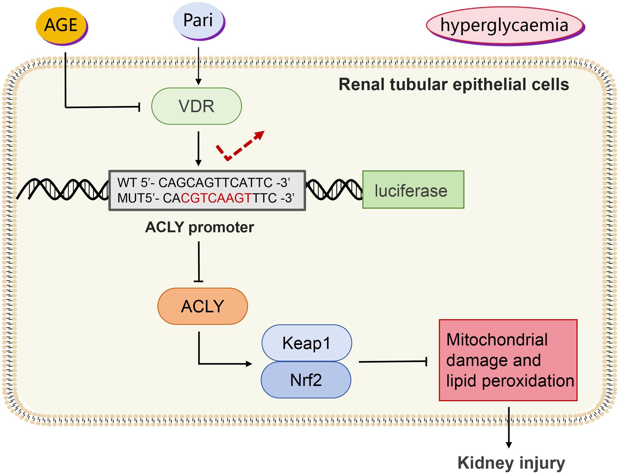 Vitamin D receptor alleviates lipid peroxidation in diabetic nephropathy by regulating ACLY/Nrf2/Keap1 pathway