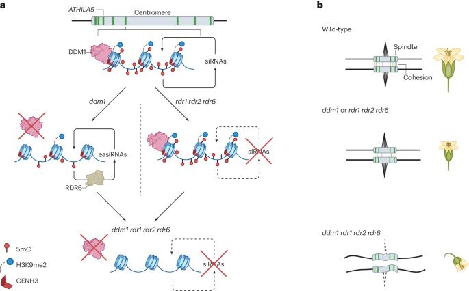 A centromere’s obsession with transposons