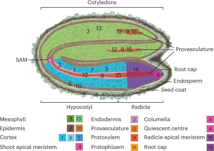 Understanding cell-type-specific regulation during seed germination