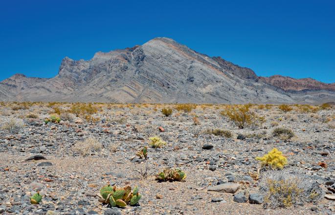 Increases in plant phenotypic diversity in response to aridity and grazing