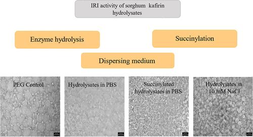 Hydrolysates from Sorghum Crude Kafirin Extract Exhibit Ice Recrystallization Inhibition Activity