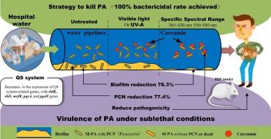 Curcumin-mediated photodynamic disinfection strategy with specific spectral range for mucoid Pseudomonas Aeruginosa from hospital water