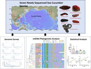 Genome variations in sea cucumbers: Insights from genome survey sequencing and comparative analysis of mitochondrial genomes