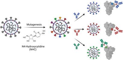 Identification of antibody-resistant SARS-CoV-2 mutants via N4-Hydroxycytidine mutagenesis