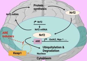 Nrf2 pathways in neuroprotection: Alleviating mitochondrial dysfunction and cognitive impairment in aging