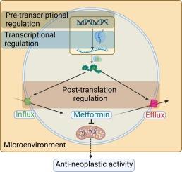 An anti-neoplastic tale of metformin through its transport