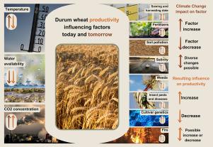 Durum wheat productivity today and tomorrow: A review of influencing factors and climate change effects