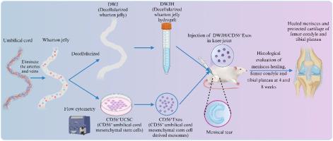 Injectable decellularized Wharton's jelly hydrogel containing CD56+ umbilical cord mesenchymal stem cell-derived exosomes for meniscus tear healing and cartilage protection