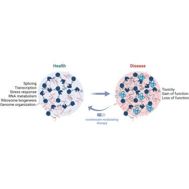 RNA and condensates: Disease implications and therapeutic opportunities