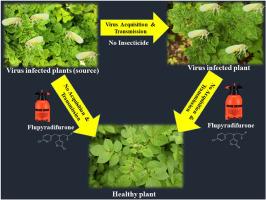 Flupyradifurone application: A promising approach to curtail tomato leaf curl New Delhi virus (ToLCNDV) transmission vectored by Bemisia tabaci in potato farming