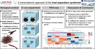 Exploring symbiont gene expression in two echinoid-associated shrimp species under host separation