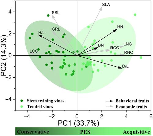 Behavioral and economic traits reflect distinct resource acquisition strategies in tendril vines and stem twining vines