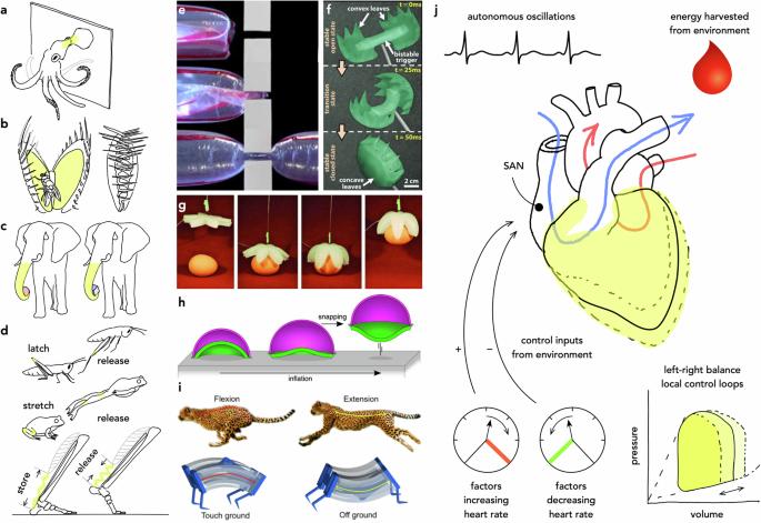 Bio-inspired autonomy in soft robots