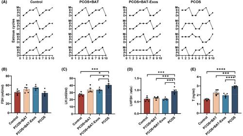 Brown adipose tissue-derived exosomes improve polycystic ovary syndrome in mice via STAT3/GPX4 signaling pathway