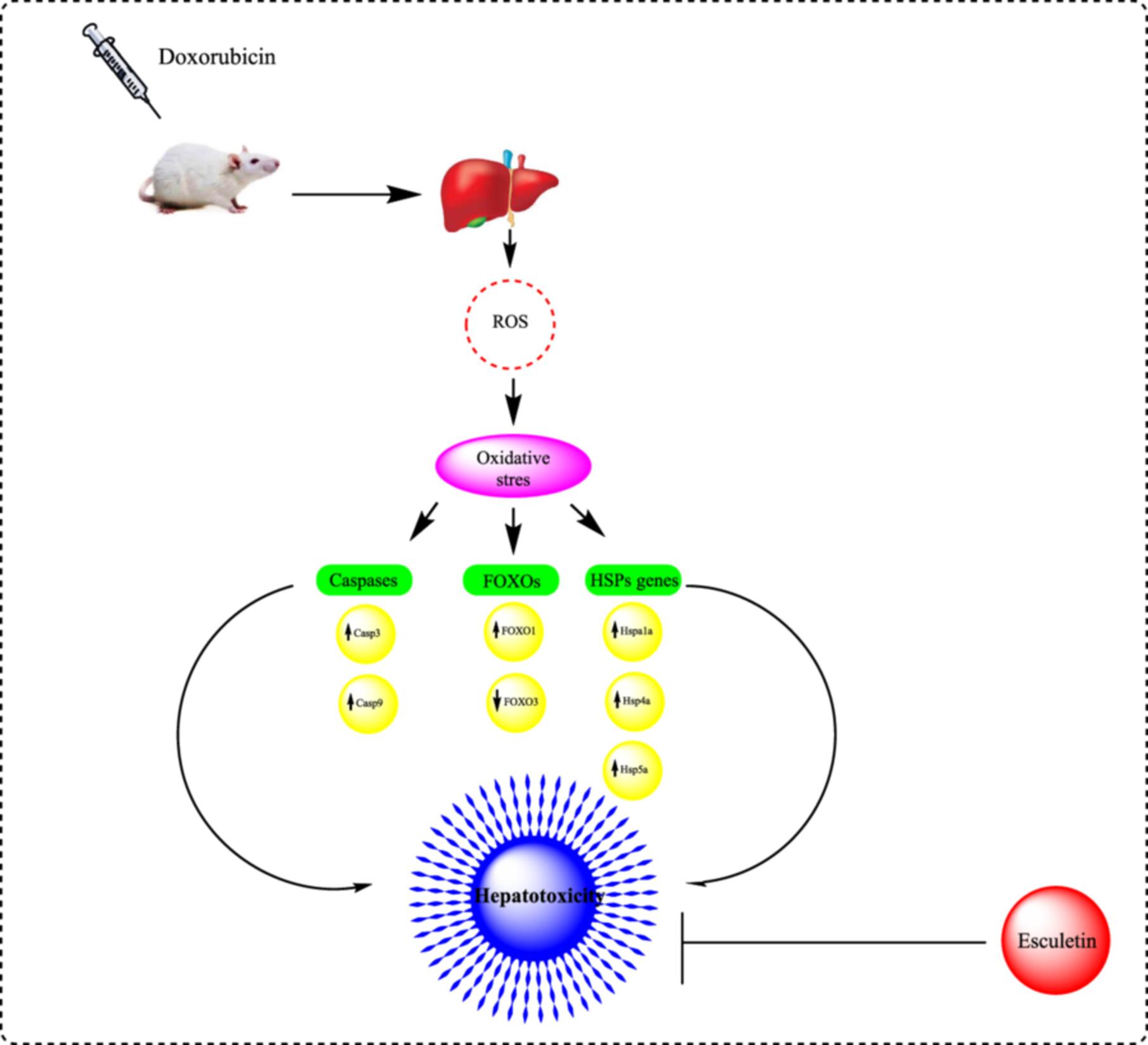 The protective effects of esculetin against Doxorubicin-Induced hepatotoxicity in rats: Insights into the modulation of Caspase, FOXOs, and heat shock protein pathways