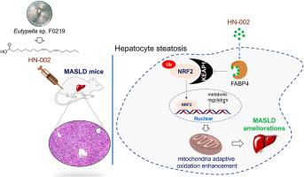 Natural Linoleic Acid from Marine Fungus Eutypella sp. F0219 Blocks KEAP1/NRF2 Interaction and Ameliorates MASLD by Targeting FABP4