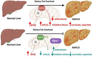 Ablating the glutaredoxin-2 (Glrx2) gene protects male mice against non-alcoholic fatty liver disease (NAFLD) by limiting oxidative distress