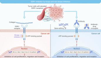 Discoidin domain receptor 1 as a potent therapeutic target in solid tumors