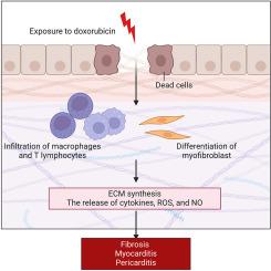 Mechanisms of doxorubicin-induced cardiac inflammation and fibrosis; therapeutic targets and approaches