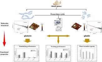 Magnetic field improves the functional properties of frozen gluten by inhibiting structural deteriorations of glutenin and gliadin