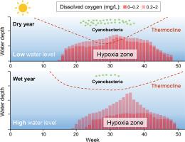 Climate-driven decline in water level causes earlier onset of hypoxia in a subtropical reservoir