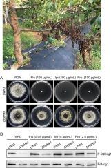 The two-component histidine kinase BdHk1 regulates fungal development, virulence and fungicide sensitivity in Botryosphaeria dothidea