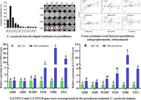 Overexpression of the CcCYP51A and CcCYP51B genes confer Corynespora cassiicola resistance to prochloraz